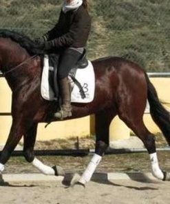 POWERFUL RIDED CHESTNUT HORSE