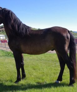 ROUTE HORSE FOR SALE
